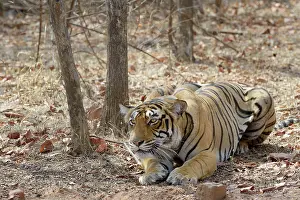 Charging: Bengal Tiger