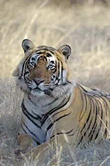 Rajastan: Bengal Tiger