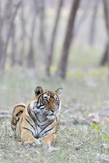 Rajastan: Bengal Tiger
