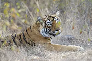 Rajastan: Bengal Tiger