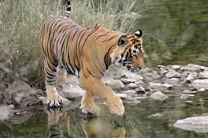 Rajastan: Bengal Tiger