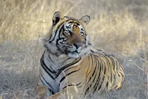 Rajastan: Bengal Tiger