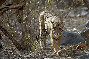 Rajastan: Bengal Tiger