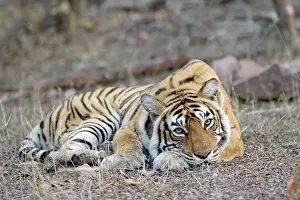 Rajastan: Bengal Tiger