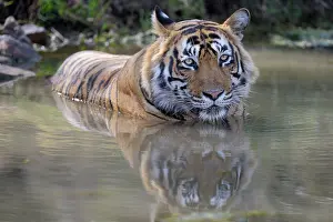 Rajastan: Bengal Tiger