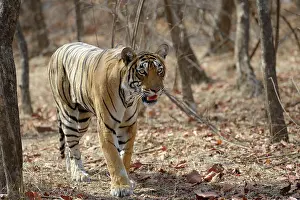 Rajastan: Bengal Tiger