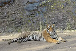 Rajastan: Bengal Tiger