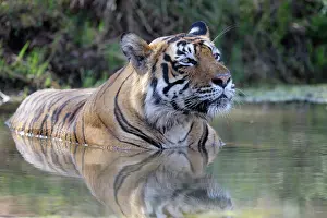 Rajastan: Bengal Tiger