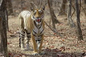 Rajastan: Bengal Tiger
