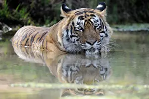 Rajastan: Bengal Tiger