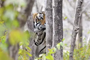 Peeping: Bengal Tiger