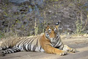 Rajastan: Bengal tiger