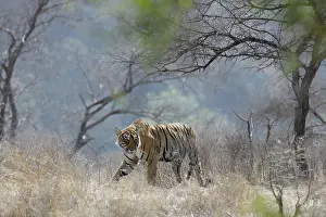 Rajastan: Bengal Tiger