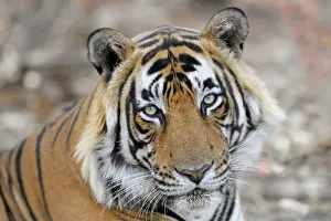Rajastan: Bengal Tiger