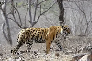 Rajastan: Bengal Tiger