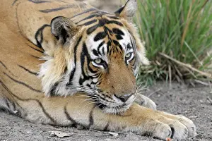 Rajastan: Bengal tiger