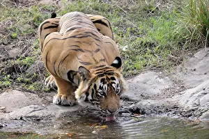 Rajastan: Bengal Tiger