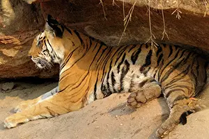 Madhya: Bengal Tiger
