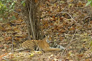 Madhya: Bengal Tiger