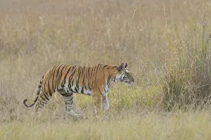 Madhya: Bengal Tiger
