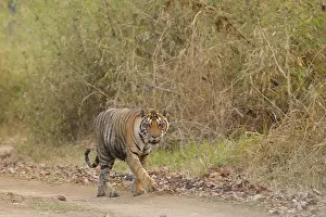 Madhya: Bengal Tiger