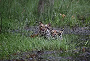 Madhya: Bengal Tiger
