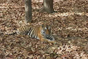 Madhya: Bengal Tiger