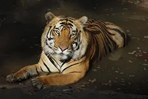 Madhya: Bengal Tiger
