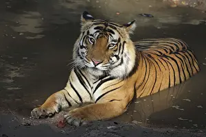 Madhya: Bengal Tiger