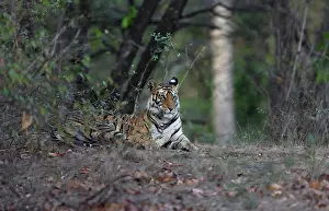 Madhya: Bengal Tiger