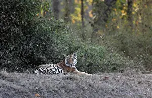 Madhya: Bengal Tiger