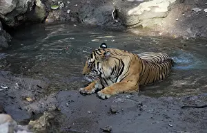 Madhya: Bengal Tiger