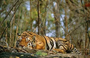 Madhya: Bengal Tiger