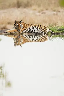 Madhya: Bengal Tiger