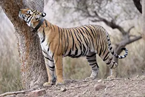 Sawai: Bengal Tiger