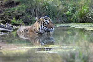 Sawai: Bengal Tiger