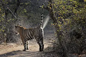 Sawai: Bengal Tiger