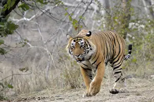 Sawai: Bengal Tiger