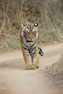 Peeping: Bengal Tiger