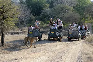Sawai: Bengal Tiger