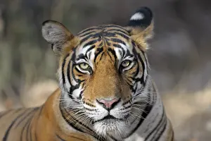 Sawai: Bengal Tiger