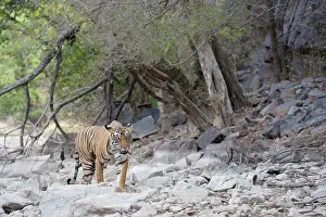 Sawai: Bengal Tiger