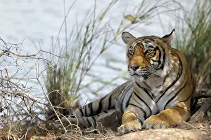 Sawai: Bengal Tiger