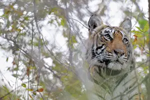 Peeping: Bengal Tiger
