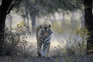 Sawai: Bengal Tiger