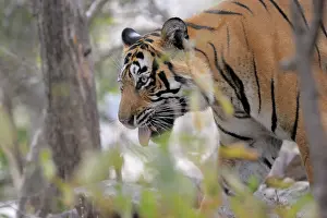 Sawai: Bengal Tiger