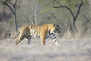 Sawai: Bengal Tiger