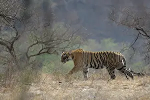 Sawai: Bengal Tiger