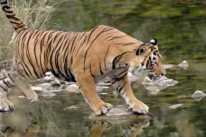 Sawai: Bengal Tiger