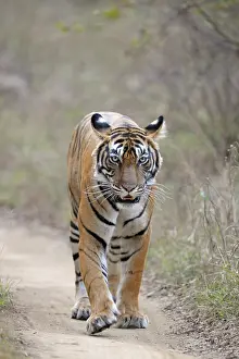 Sawai: Bengal Tiger